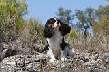 CAVALIER KING CHARLES 073